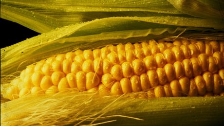 A close-up photo of an ear of corn