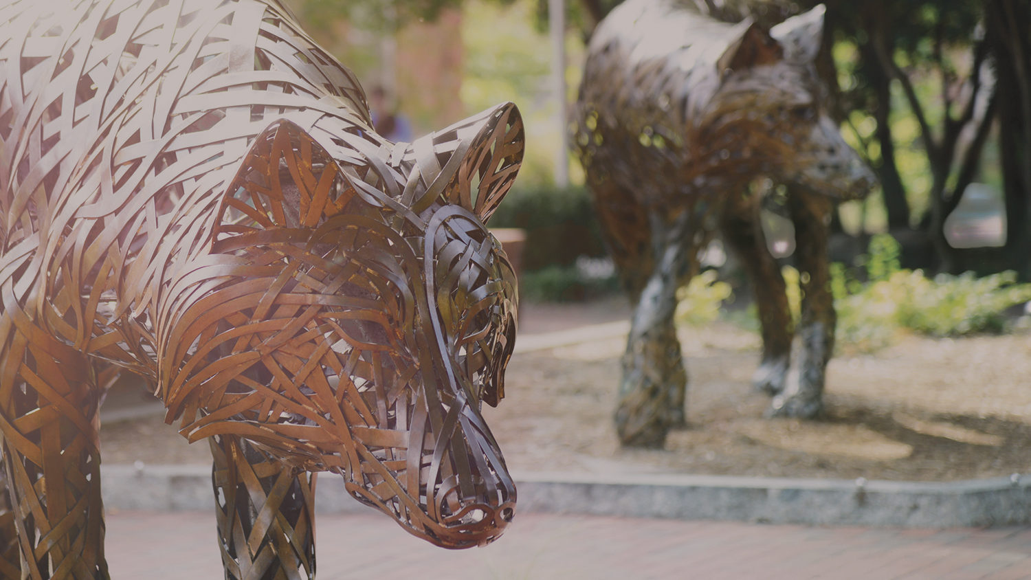 Copper wolf statues on NC State's campus