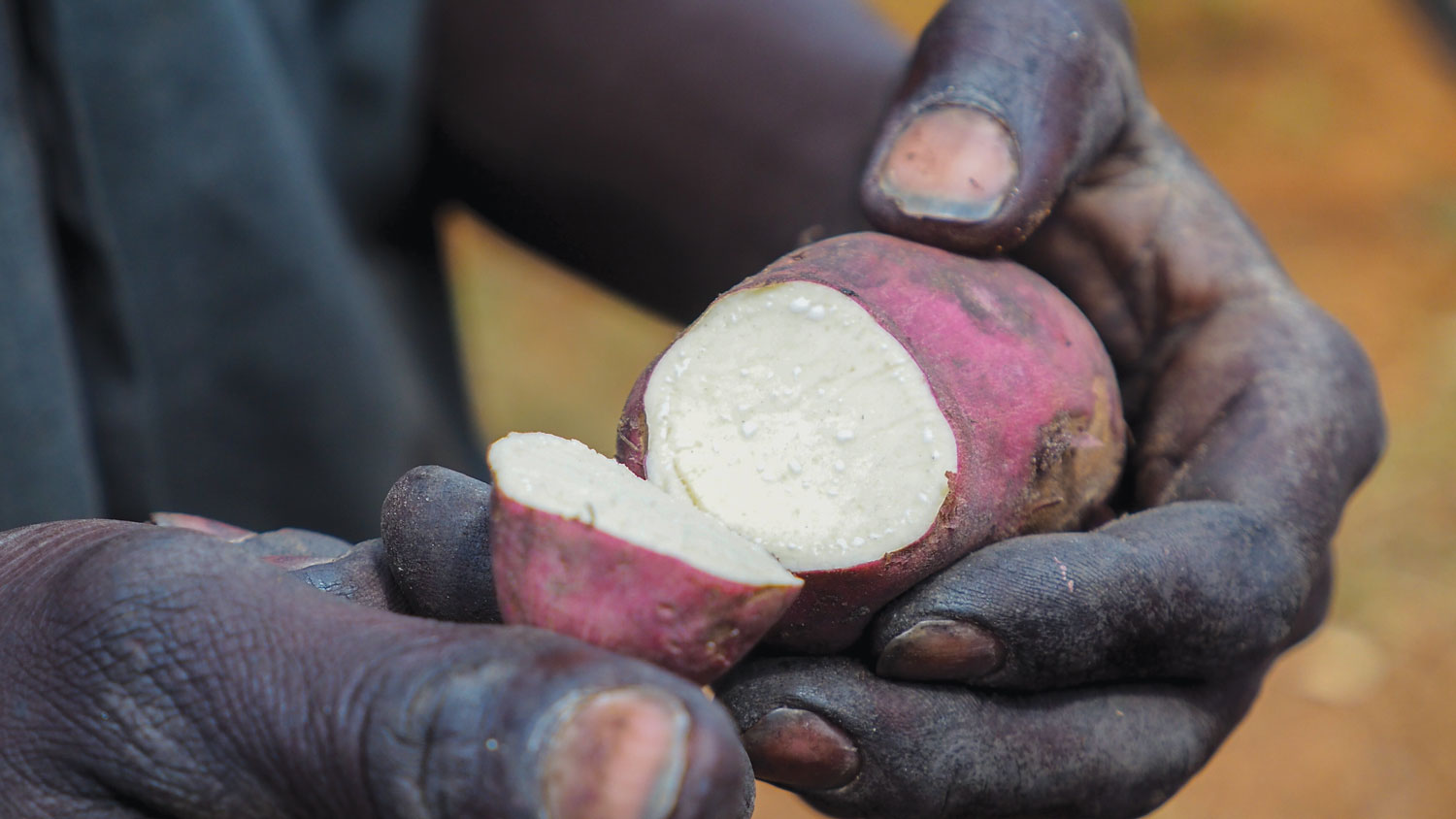Malinga Emmanuel, a farmer in central Uganda, shows off a white-fleshed sweet potato grown and consumed throughout Uganda and other African countries.